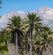 MEMORIA, PALMA Y TERRITORIO: EL RESCATE DE UNA TRADICIÓN VIVA EN LA REGIÓN DE VALPARAÍSO